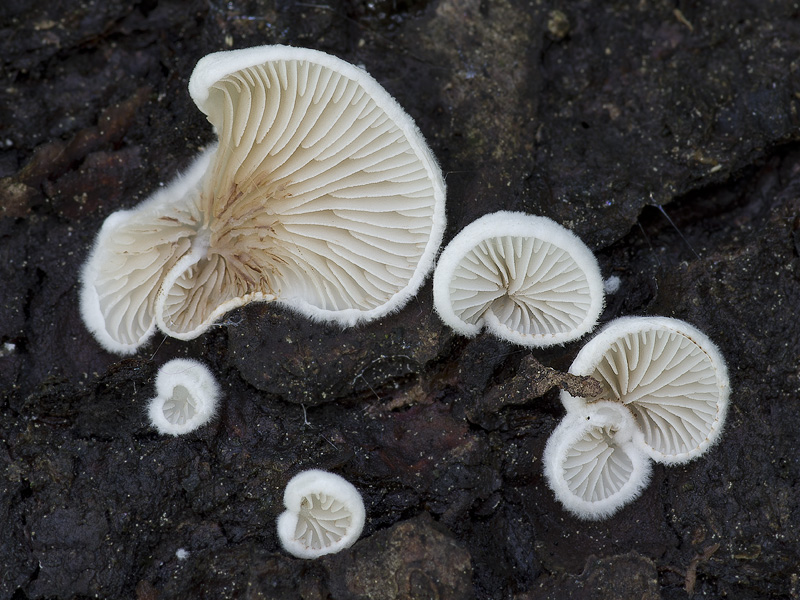 Crepidotus kubickae